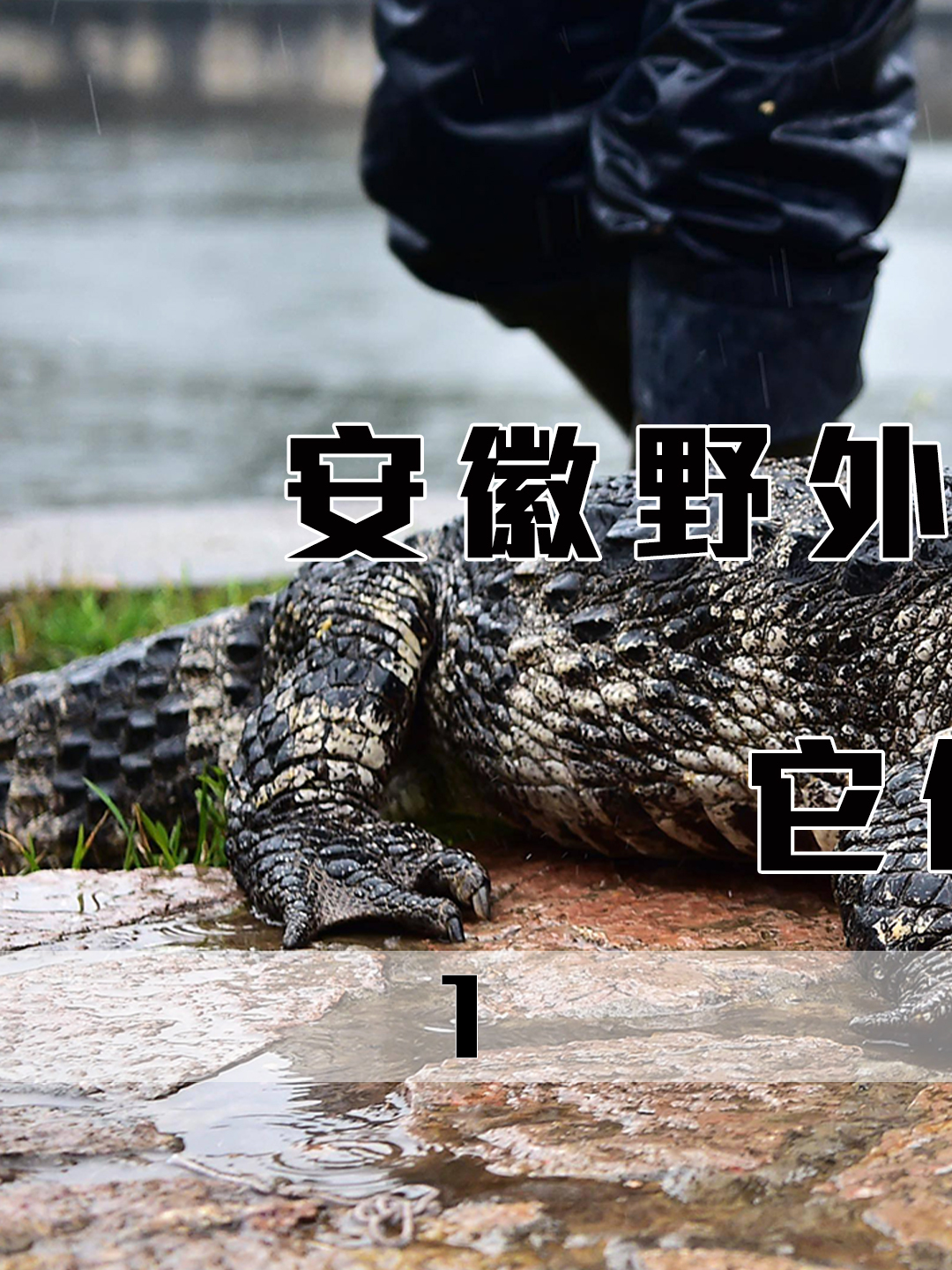 安徽放生370条扬子鳄,野外鳄鱼超过千条,难道不怕它们伤人吗?