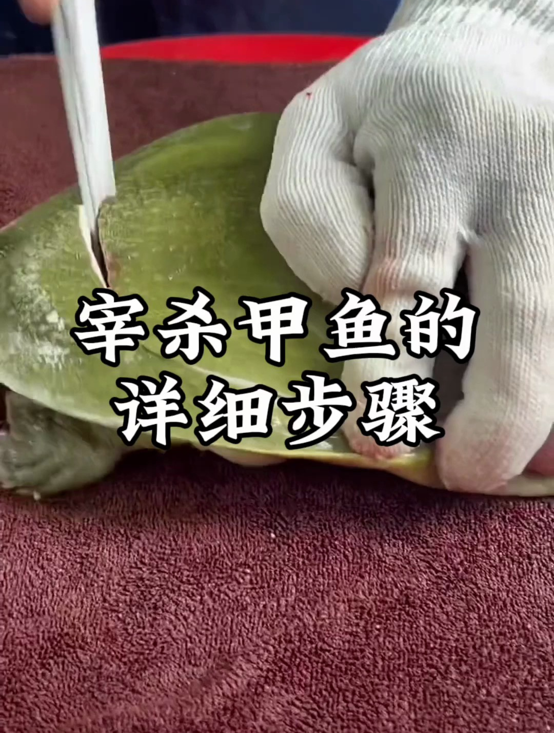 甲鱼的详细宰杀方法步骤