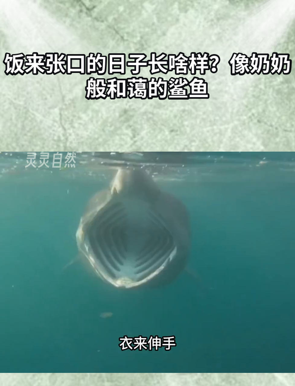 饭来张口的日子长啥样?像奶奶般和蔼的鲨鱼
