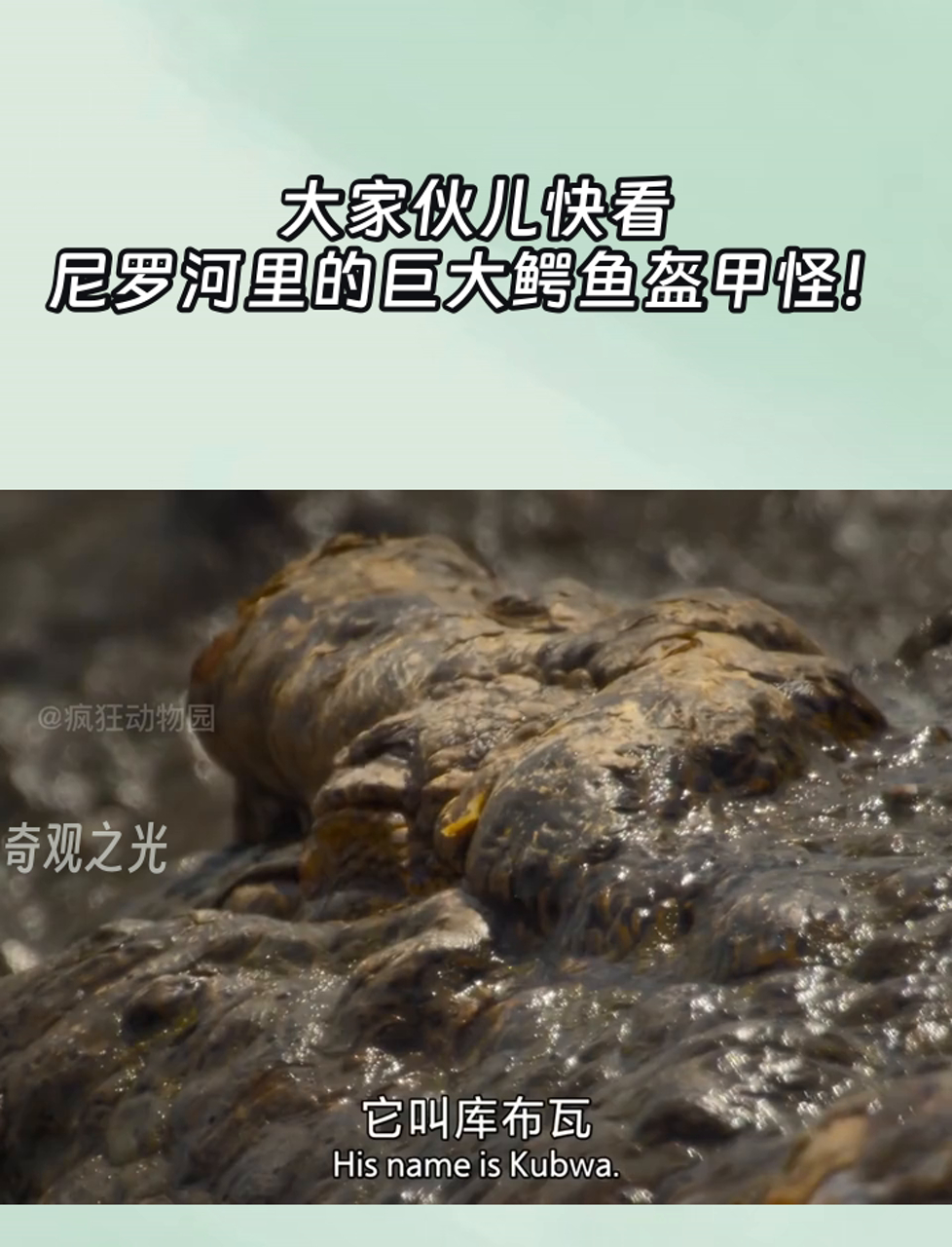 大家伙儿快看,尼罗河里的巨大鳄鱼盔甲怪!