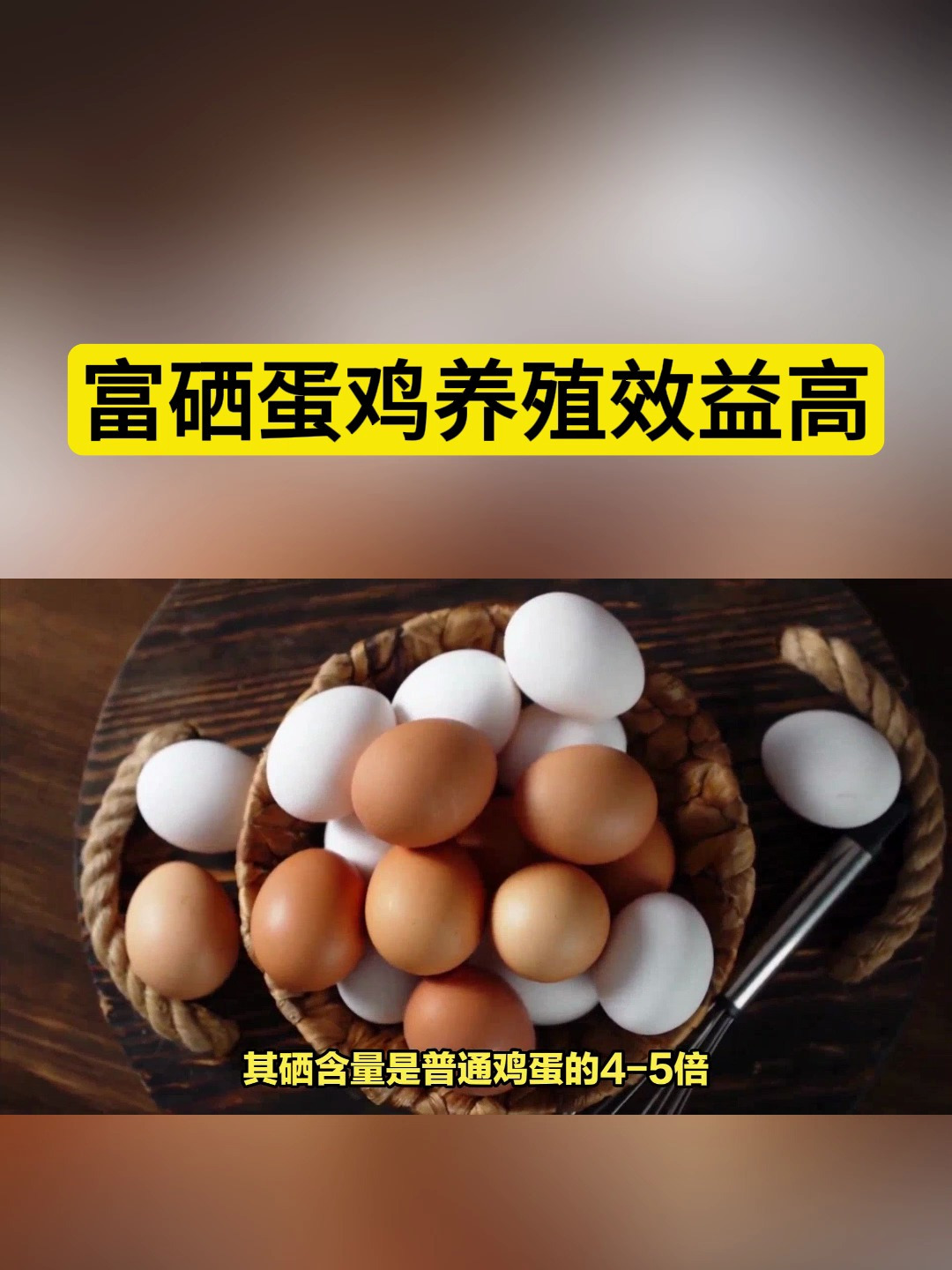 富硒鸡蛋与普通鸡蛋的区别,富硒蛋鸡养殖效益高!