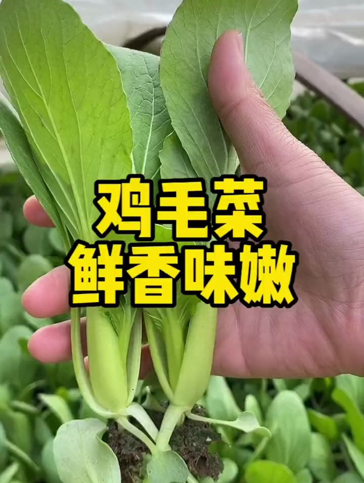 什么菜比豆腐还要嫩?口感脆甜多汁,它就是鸡毛菜!