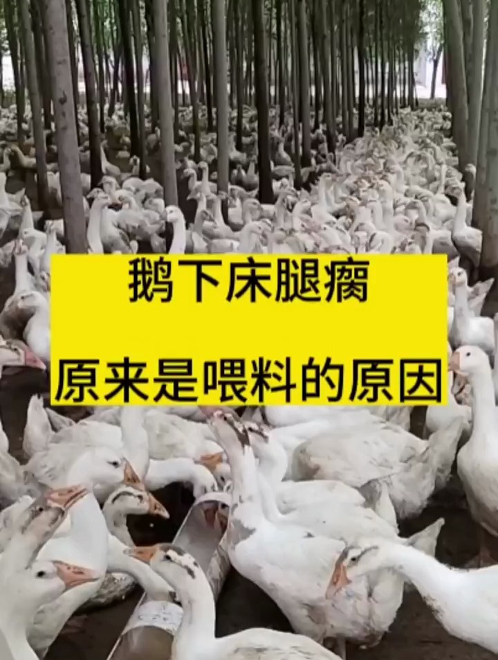 鹅下床腿瘸,原来是喂料的原因