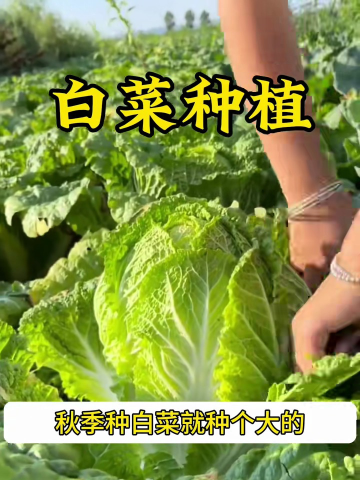 现在到了种植大白菜的季节了,自己种点纯天然的绿色蔬菜吧