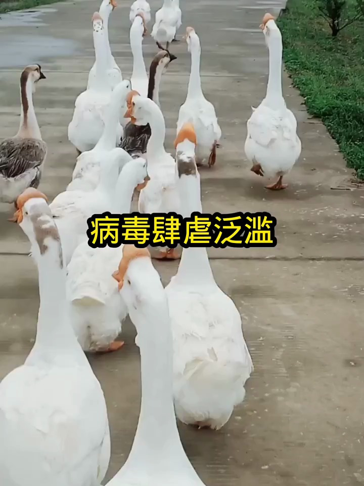 养鹅用好土霉素,躺着就把票票赚