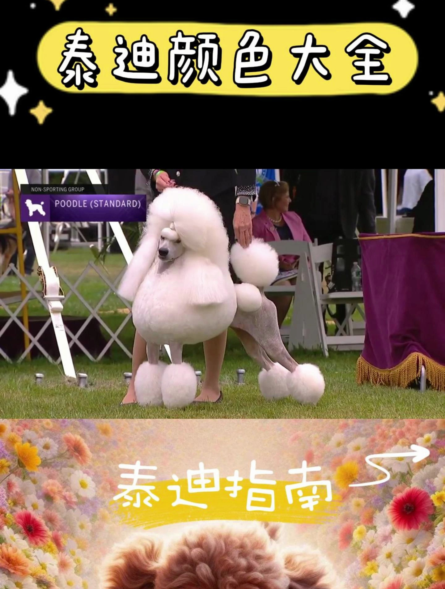 泰迪犬颜色大全,每一种都让人爱不释手