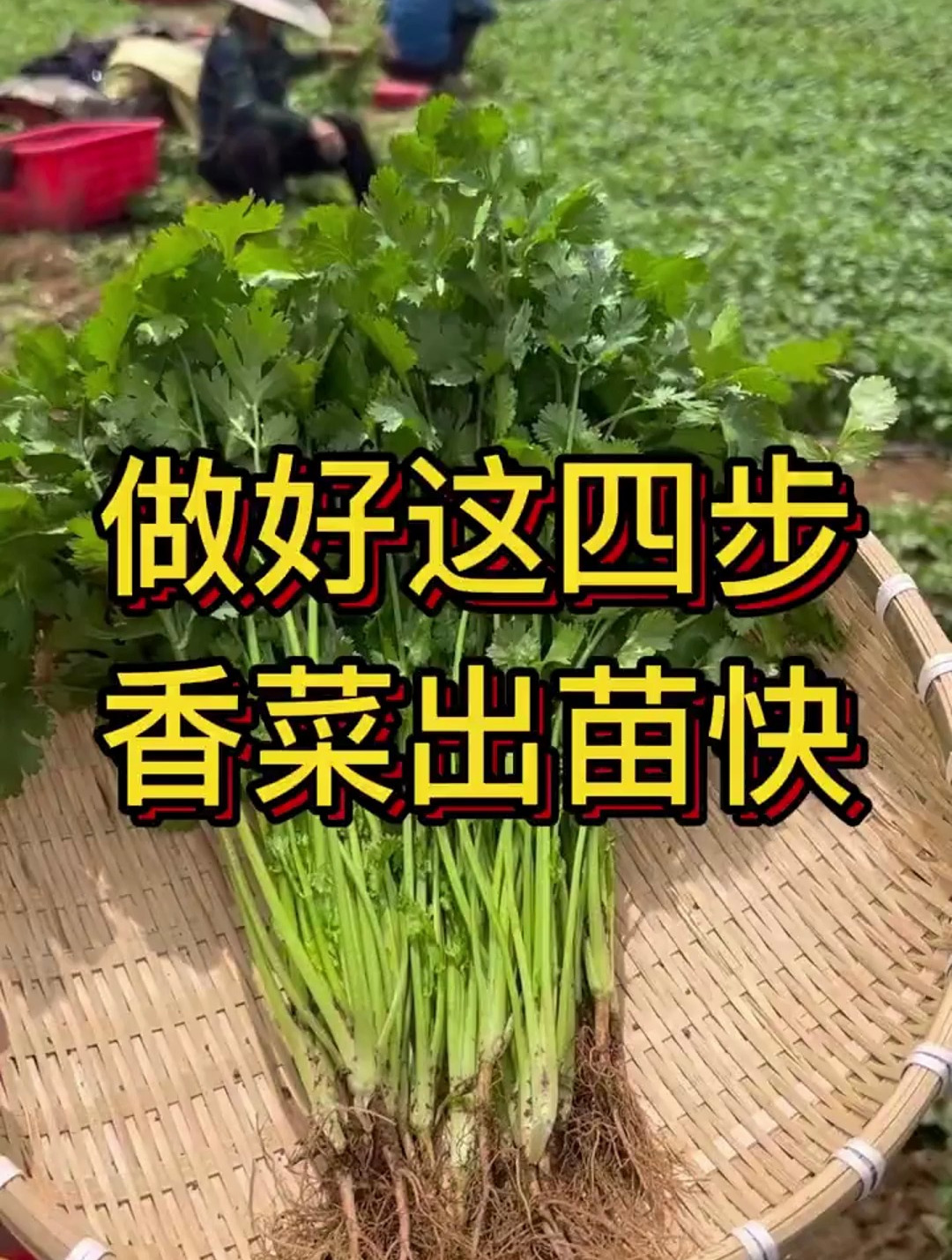 做好这四步,香菜出苗快