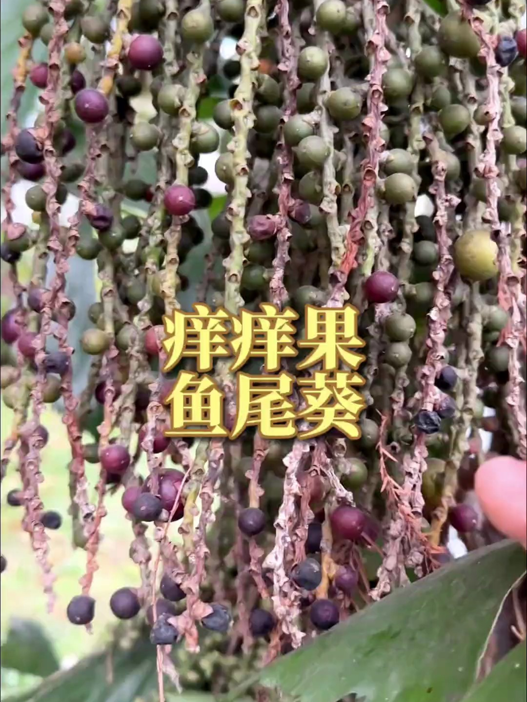 俗称痒痒果,小时候拿它恶作剧,叶片像鱼尾,还记得吗?