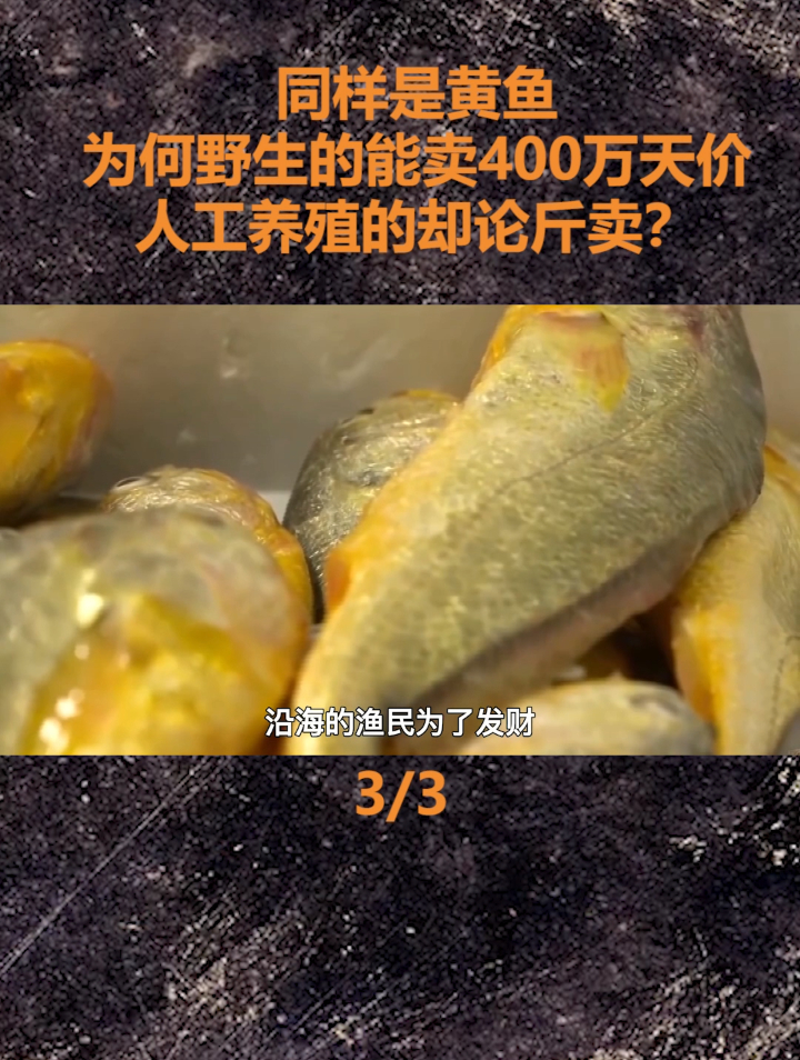 同样是黄鱼,为何野生的能卖出400万天价,人工养殖的却论斤卖?