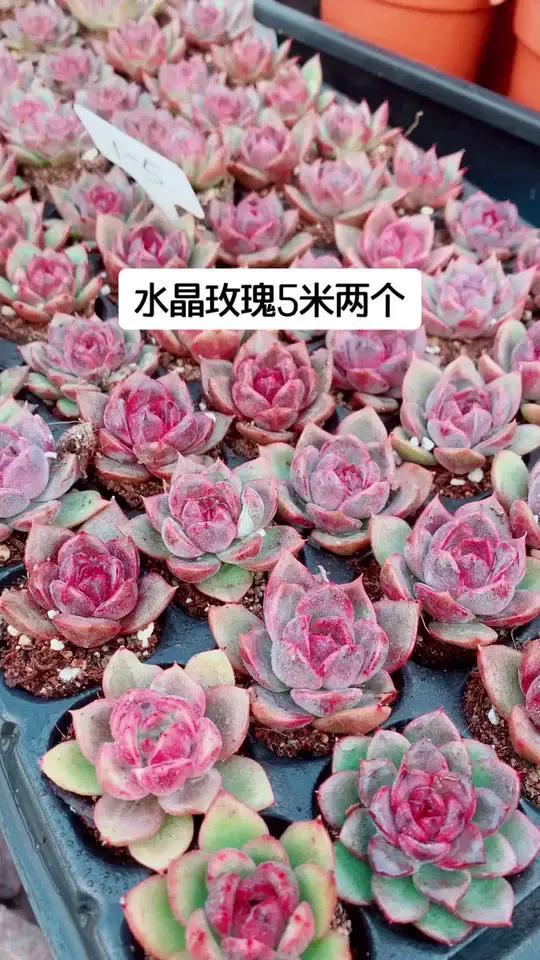 甜蜜水晶玉露,多肉植物的温柔拥抱