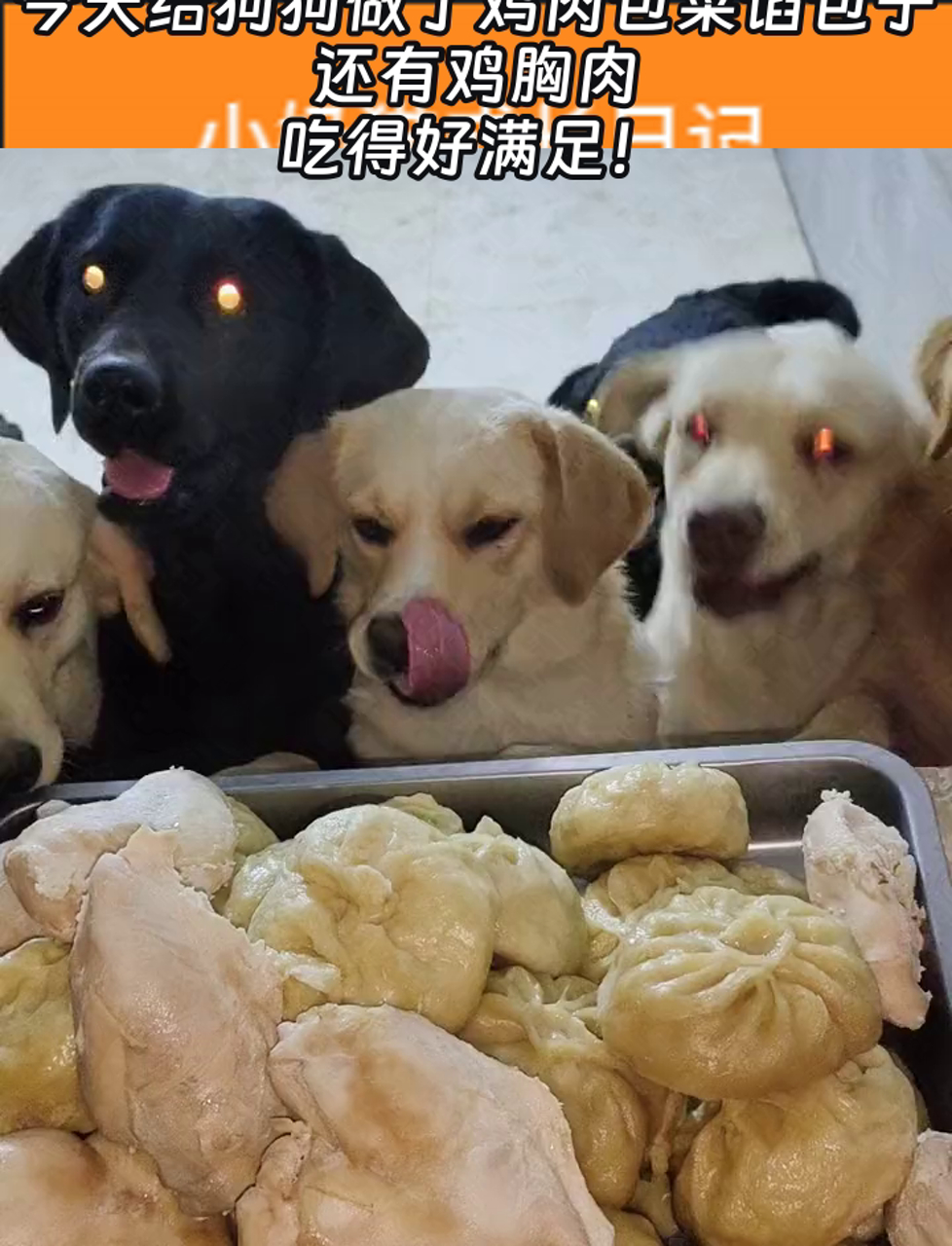 今天给狗狗做了鸡肉包菜馅包子,还有鸡胸肉,吃得好满足!