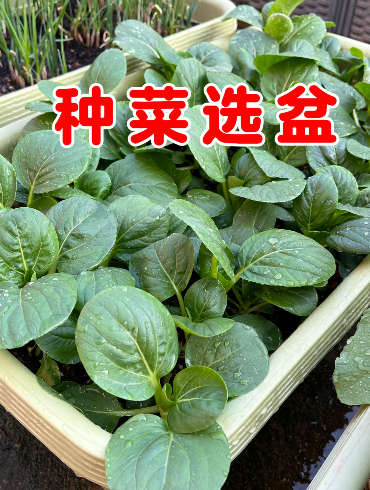 露台种菜如何节省空间?选对了种植盆,蔬菜越长越漂亮
