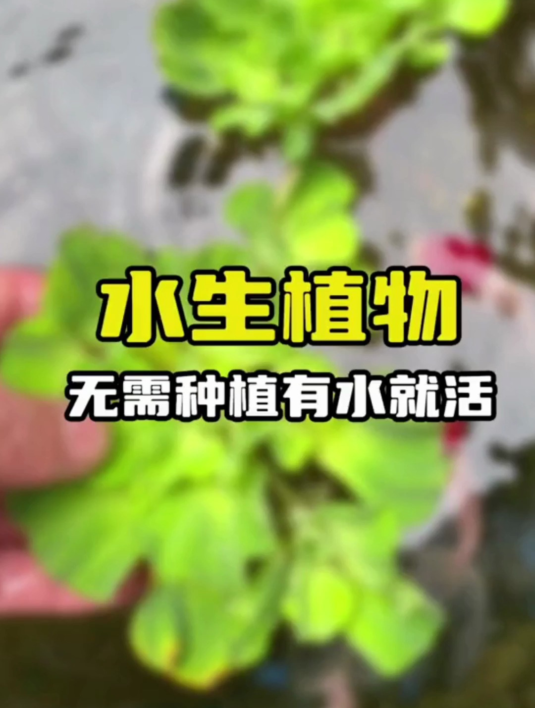 鱼缸里养什么浮萍好?这些水生植物,无需种植,有水就能活的浮萍
