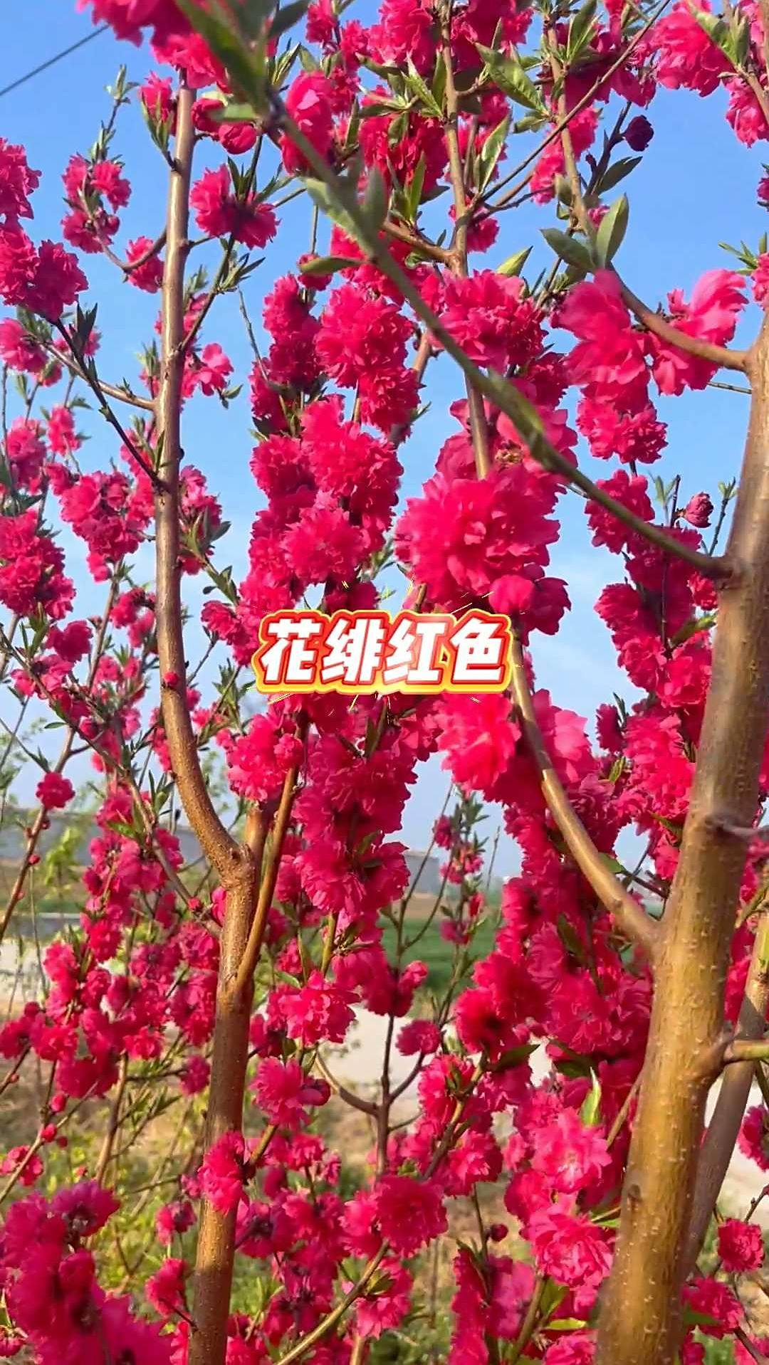 绯桃-我国古老桃花品种!