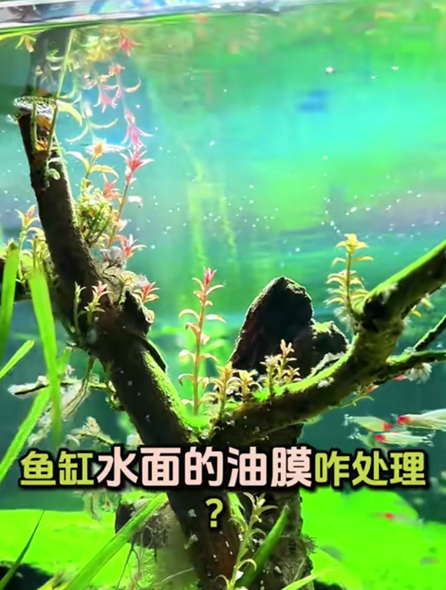鱼缸水面有油膜怎么办,试试这个鱼缸除油膜神器,轻松清理油膜