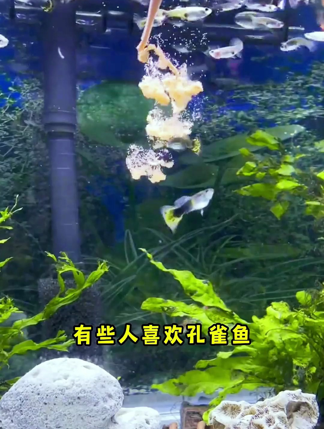 为什么你的孔雀鱼养不活?孔雀鱼好养,但是想养好还是要技术的!