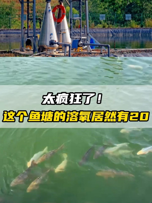 太疯狂了!这个鱼塘的溶氧居然有20多