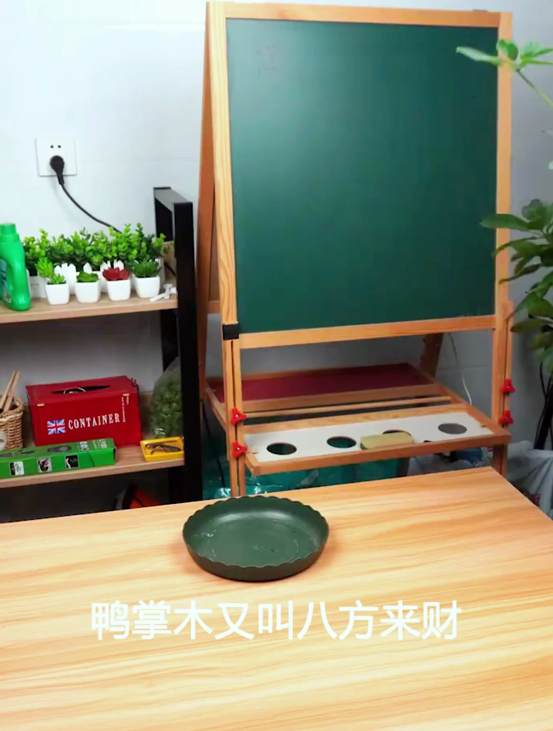 鸭掌木养不好?花匠教你三招养好鸭掌木,长得旺绿油油!