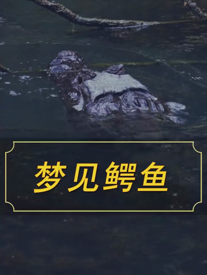 梦见鳄鱼……周公解梦