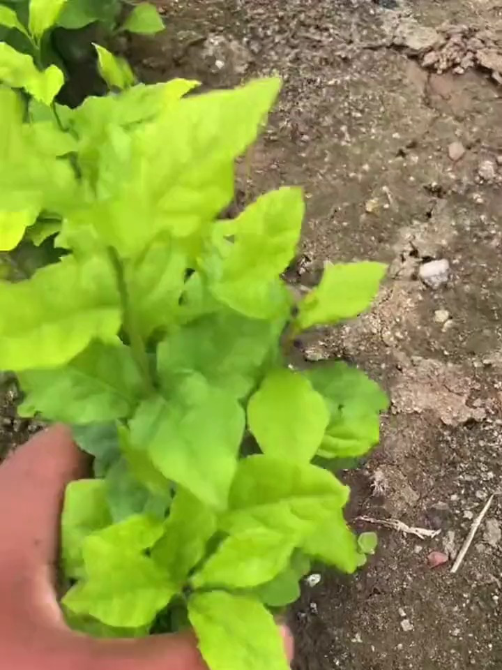 如果你养的盆景绿植总是掉叶黄叶,不用慌,用这个小方法就能解决