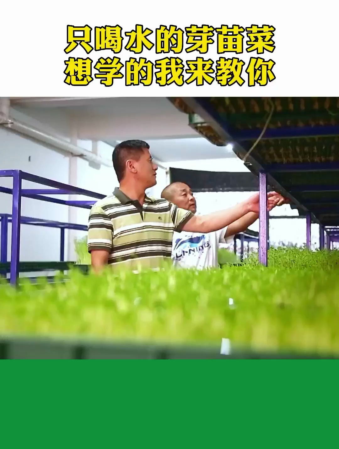 芽苗菜的种植不难,只要浇浇水就行,想学吗