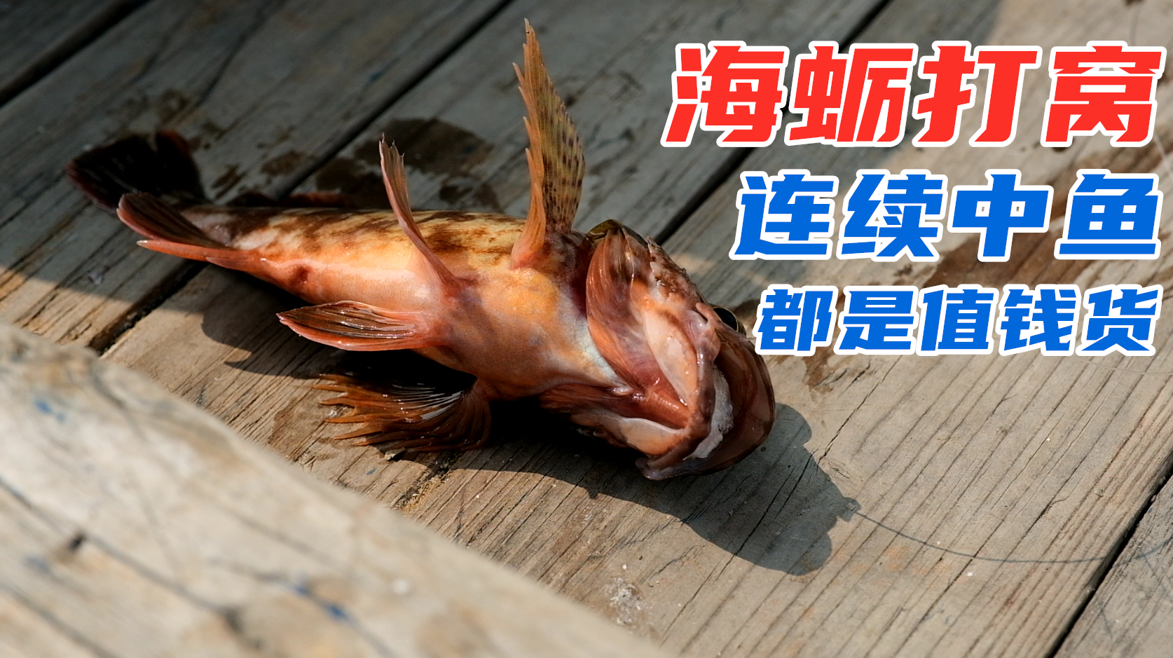 海蛎打窝海钓效果如何?小伙连续中鱼,都是值钱的大货