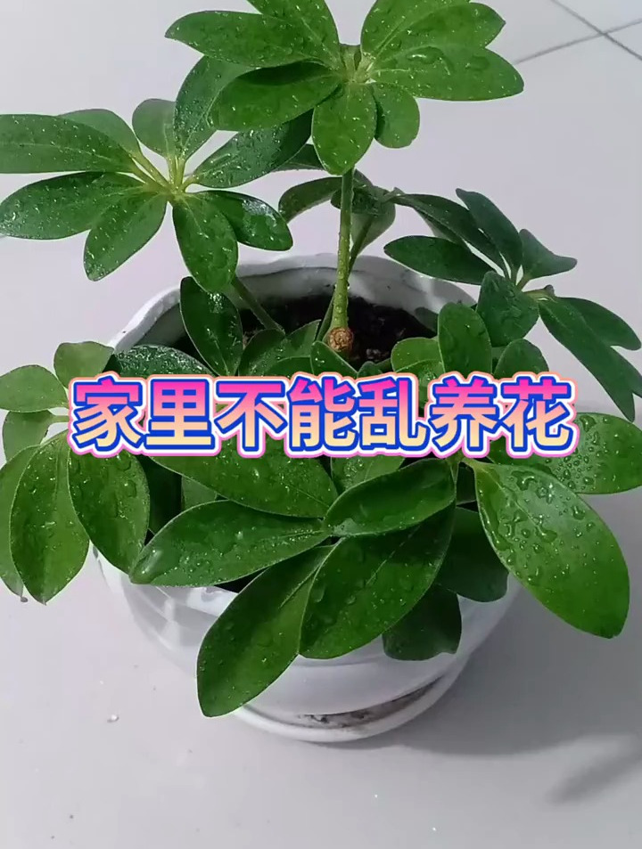 养花小知识:家里不能乱养花