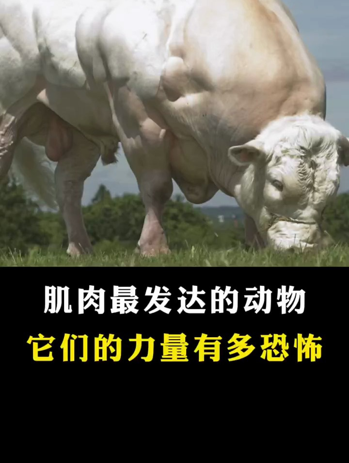 肌肉最发达的动物