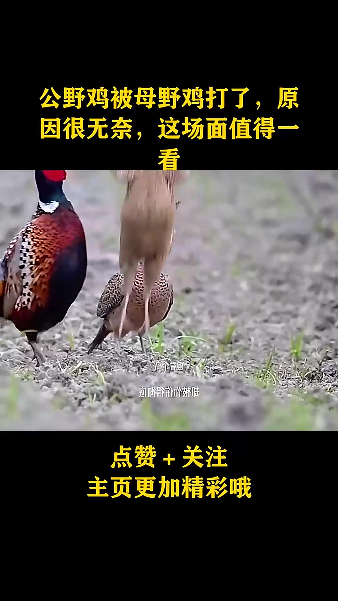 公野鸡被母野鸡打了,原因很无奈,这场面值得一看