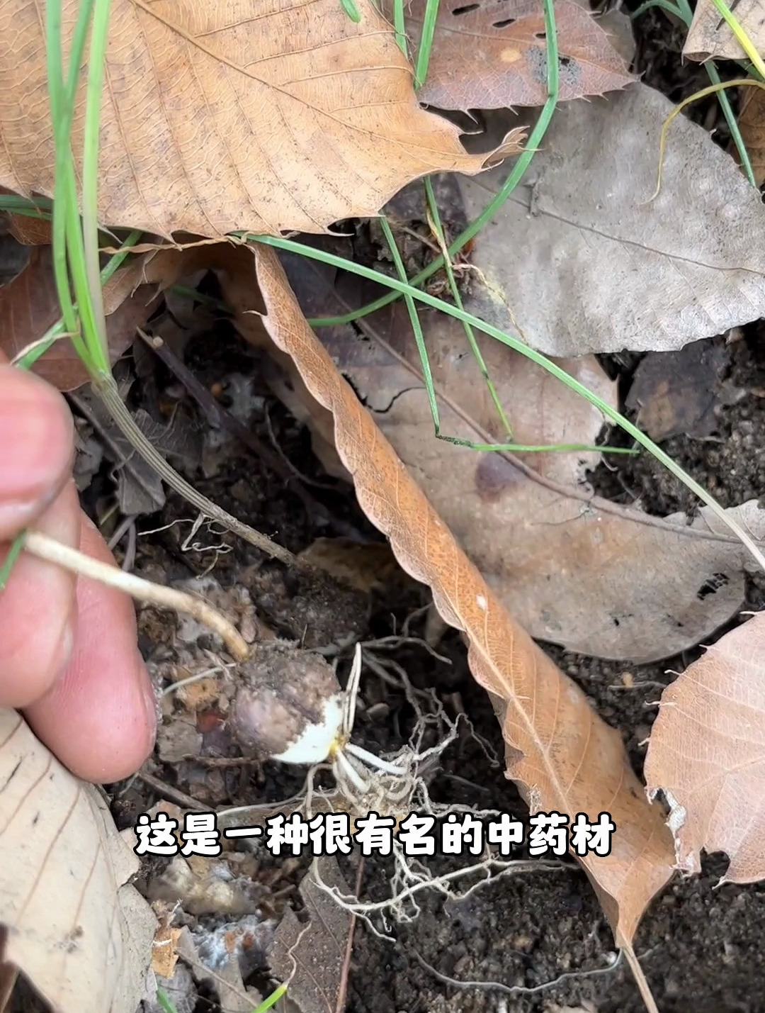 小根蒜你吃过吗?叶子像韭菜,地下鳞茎像大蒜,吃起来却是葱味