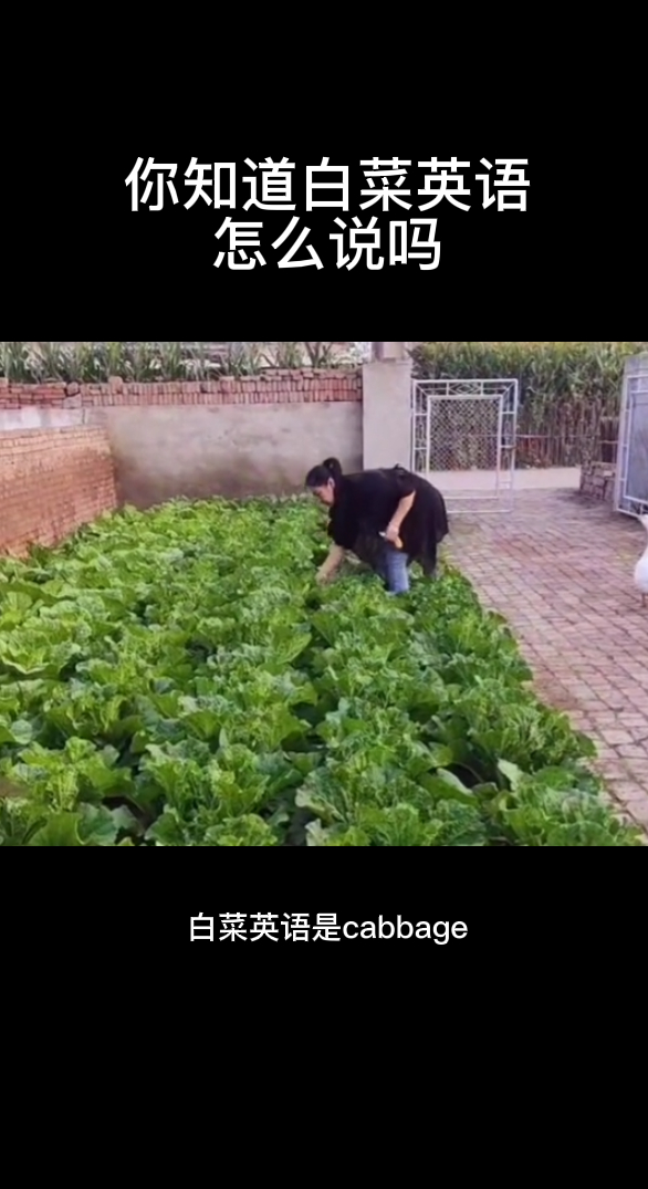 你知道白菜英语怎么说吗