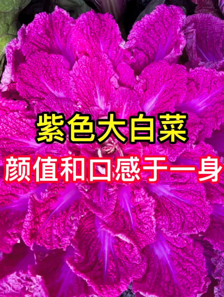 比牡丹花好看,比大白菜更好吃的紫色大白菜,颜值与口感并存
