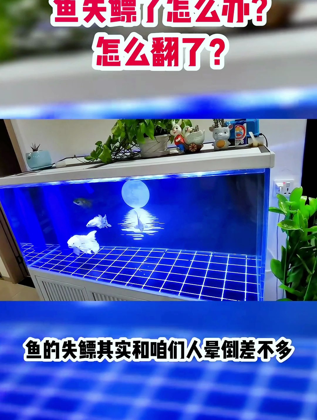 鱼失鳔怎么办?什么原因造成的?看看有没有帮助到你!