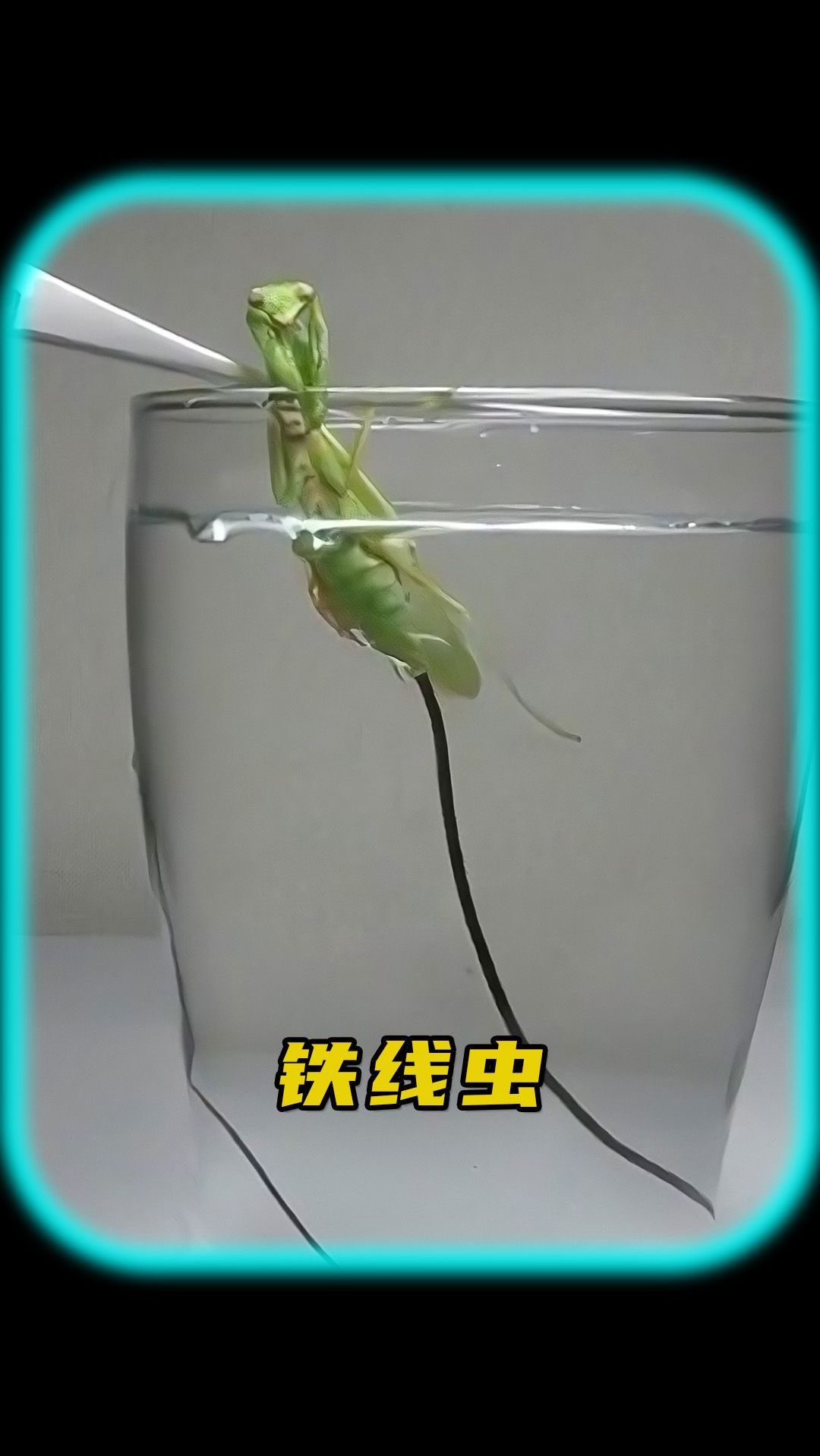 螳螂肚子里的虫子是什么?