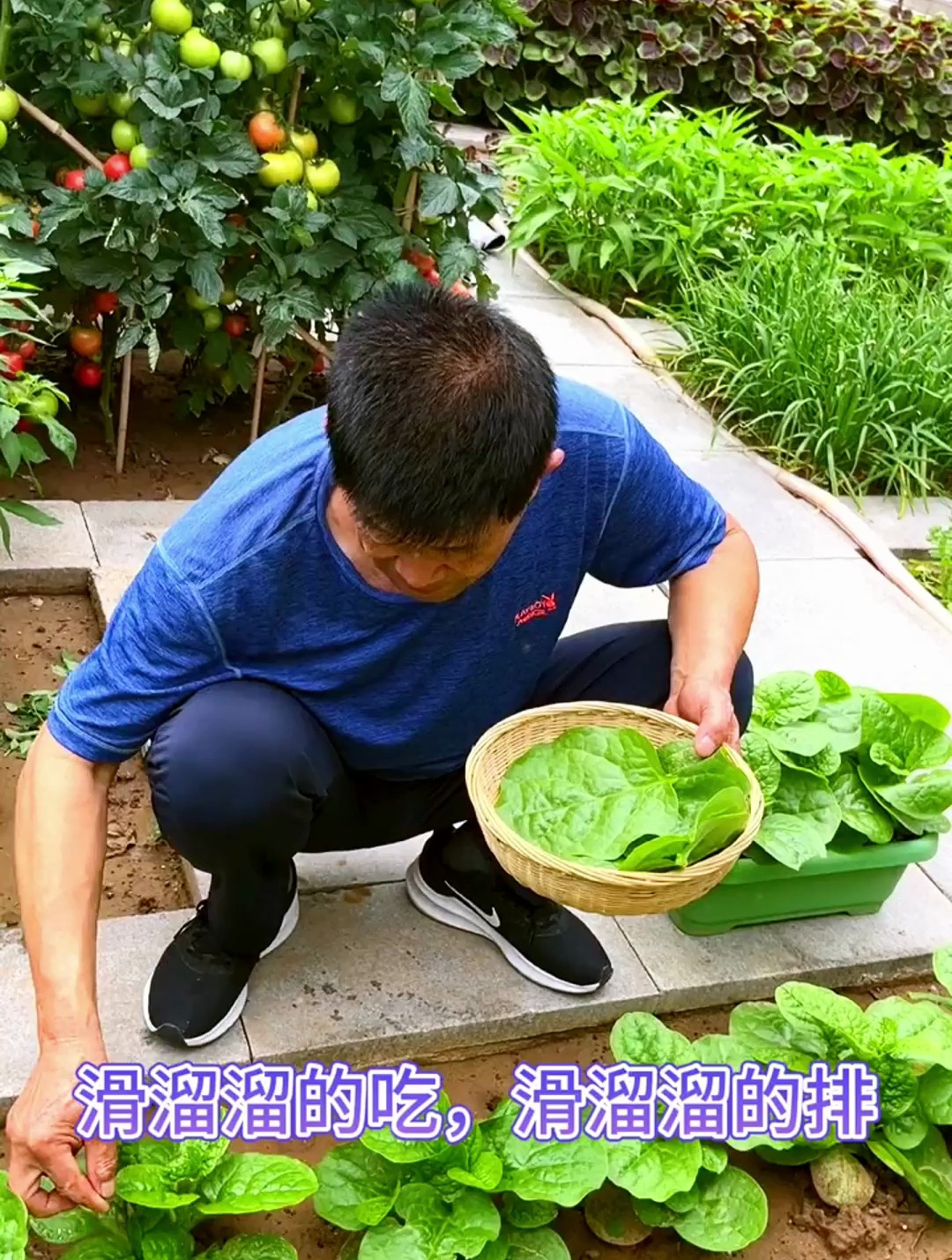 农村这个菜,滑溜溜的吃,滑溜溜的排,清肠润肺,美容养颜!