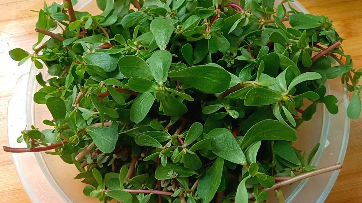 马齿苋好吃有股酸味别担心,大厨教你一招,出锅连汤汁都不剩