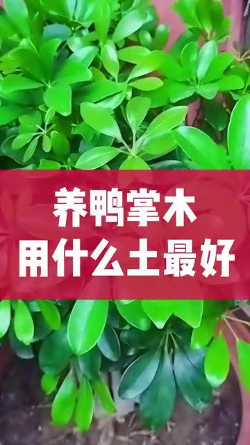 养鸭掌木该用什么土,你知道吗