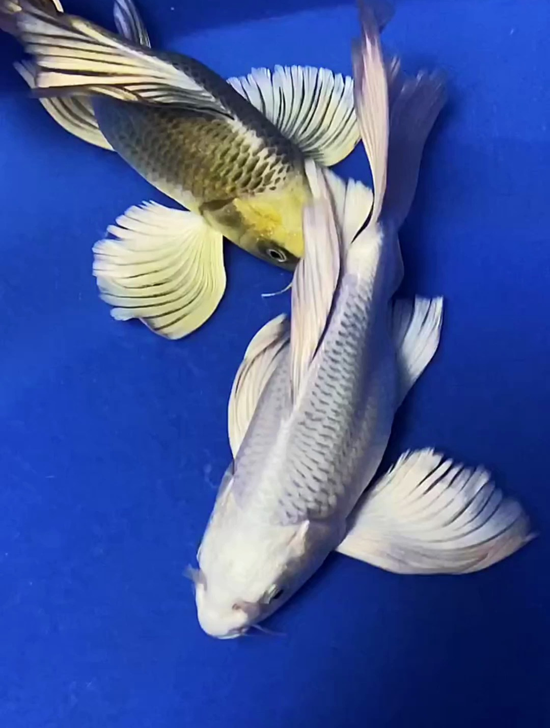 这鱼鳍跟把扇子一样!漂亮吧?观赏鱼 蝴蝶鲤 水族