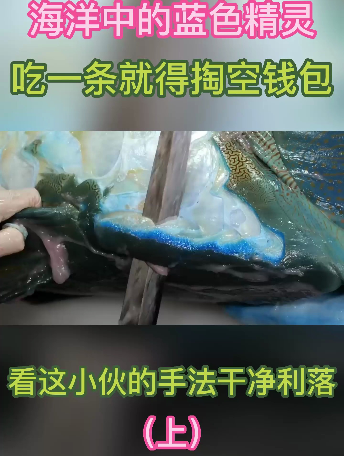 蓝色苏眉鱼,海洋中的蓝色精灵,吃一条就得掏空钱包