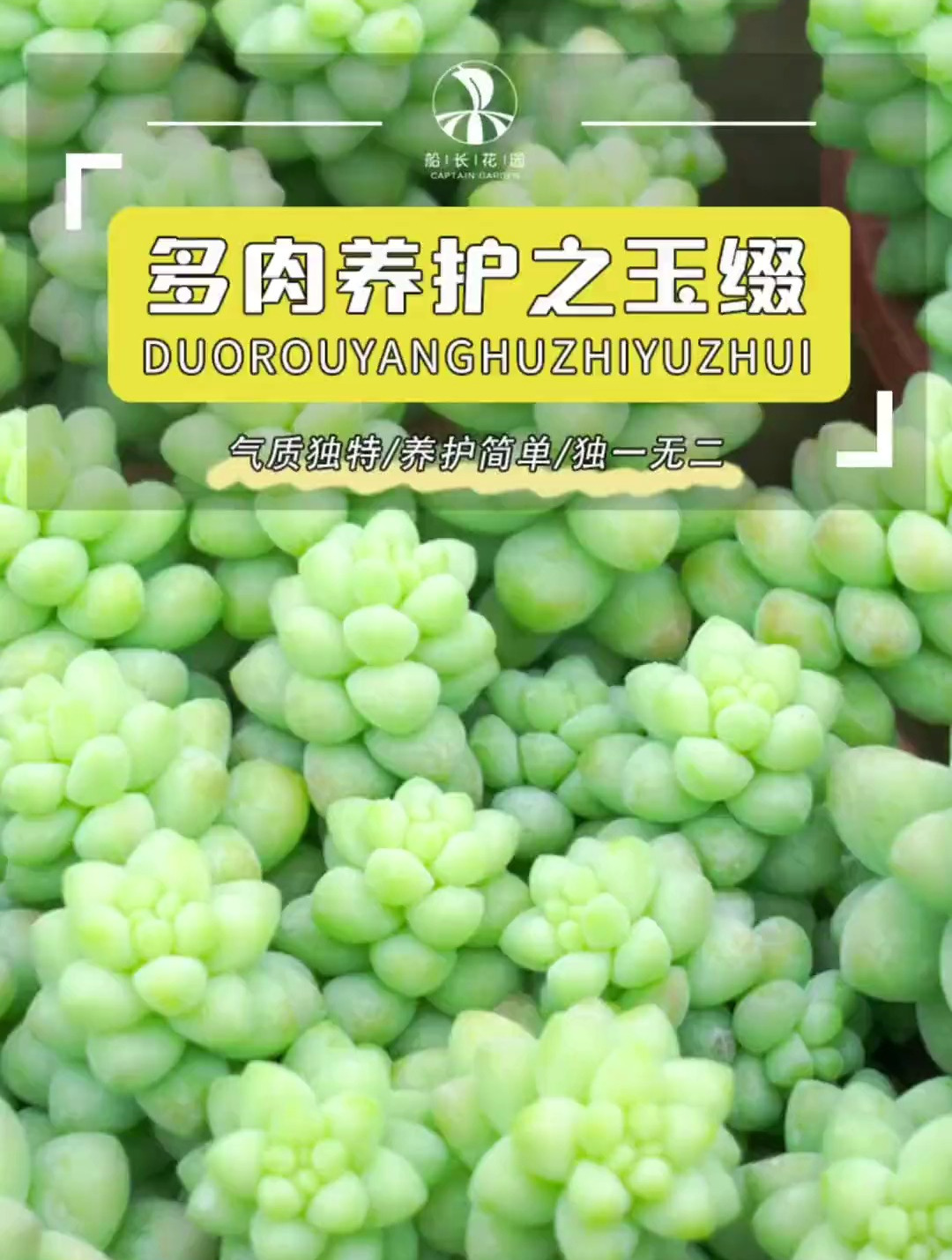 玉缀如何养护?一个视频告诉大家,多肉植物种植攻略