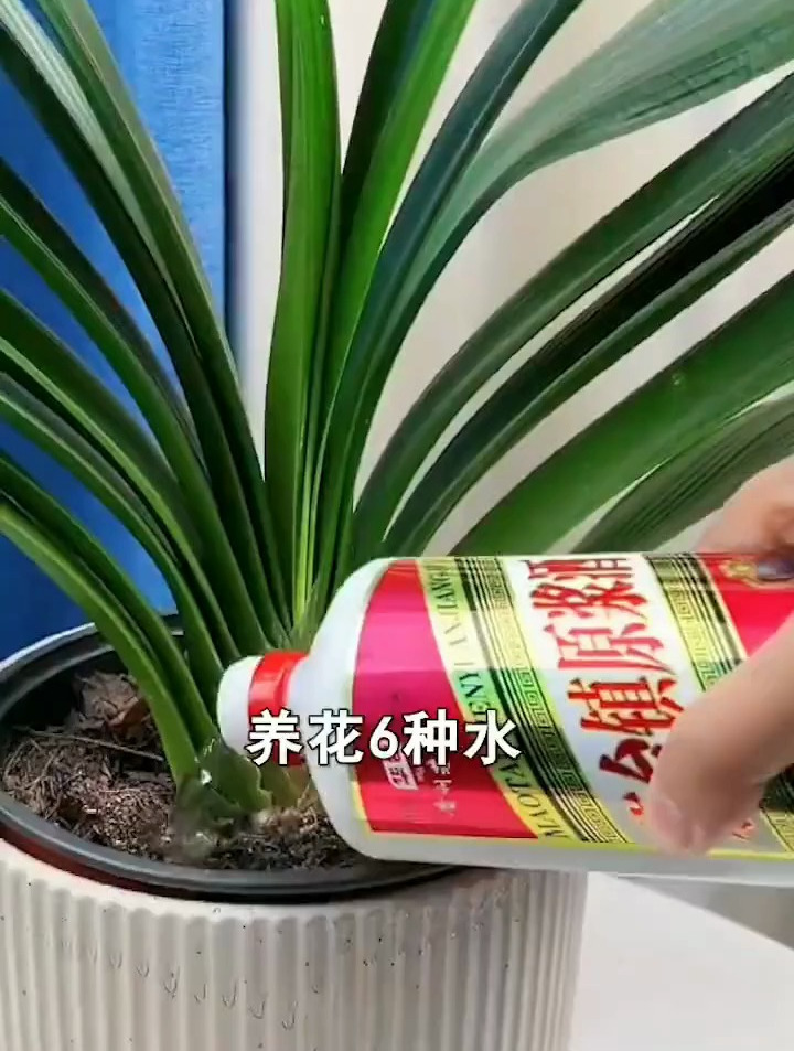 养花自制6种水,胜过购买千种肥