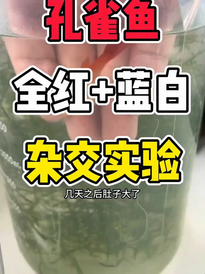 孔雀鱼全红+蓝白杂交实验,历时半年的成果,老铁们觉得怎么样呢