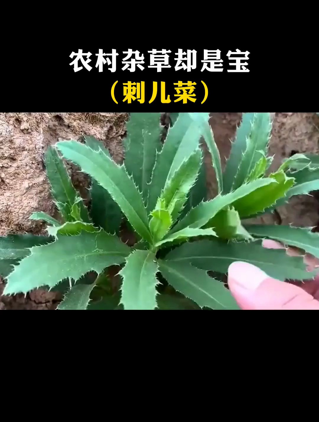 刺儿菜在农村很常见,它的学名叫小蓟,你的家乡叫它什么呢?