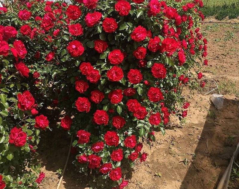 藤本月季花苗