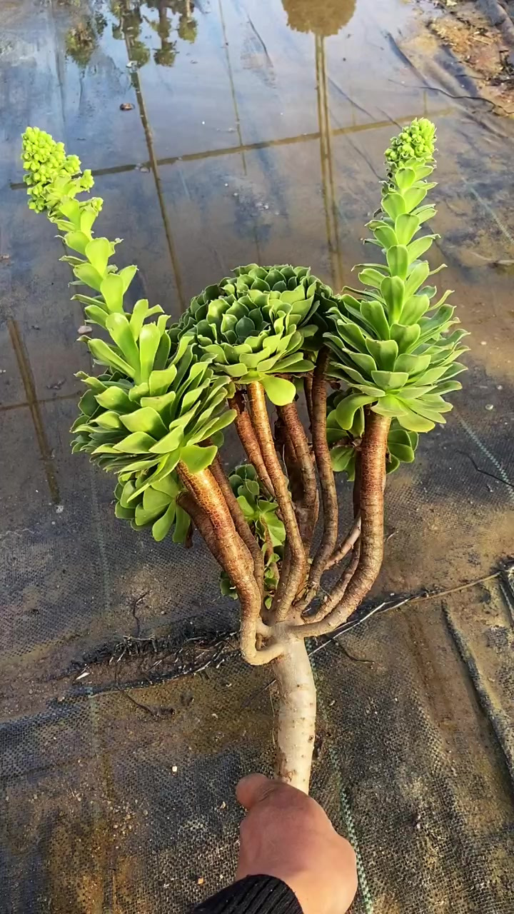 多肉植物养护小常识