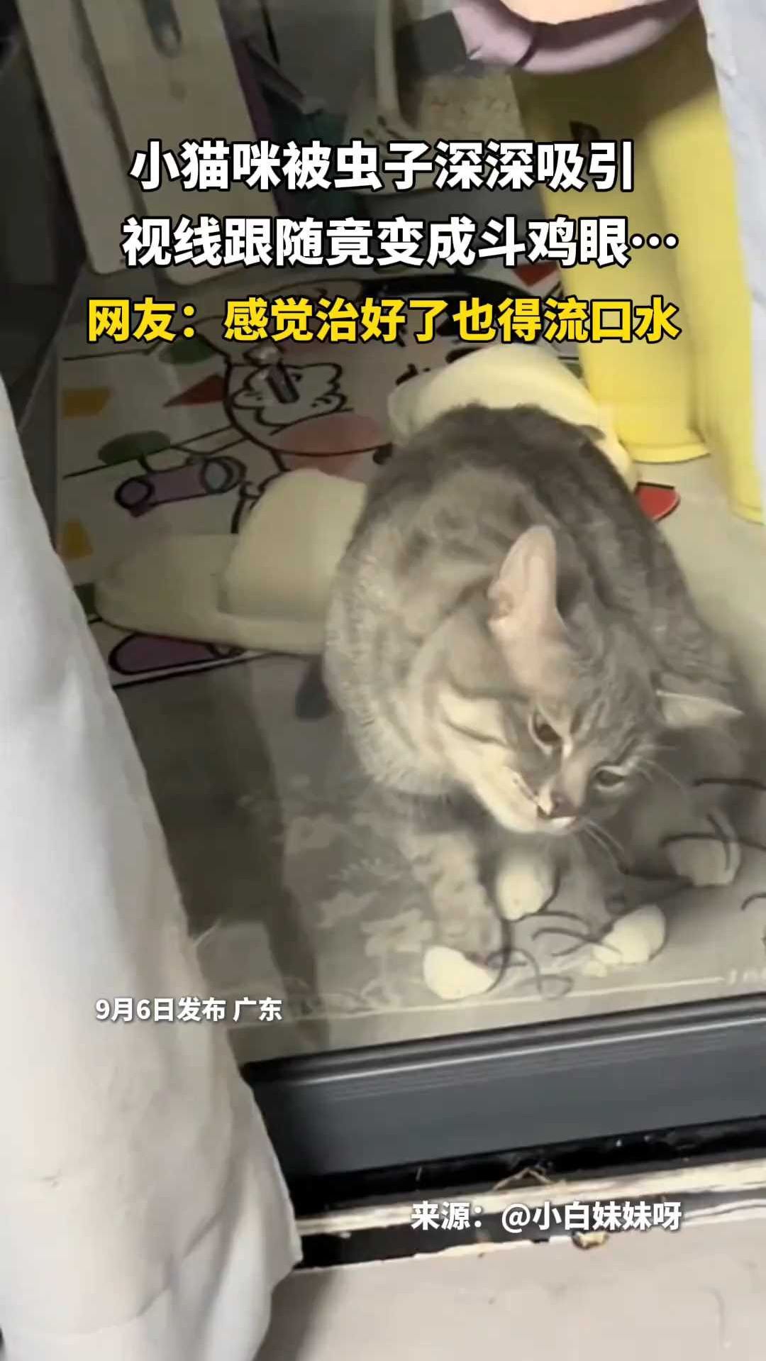 小猫咪被虫子深深吸引,视线跟随竟变成斗鸡眼