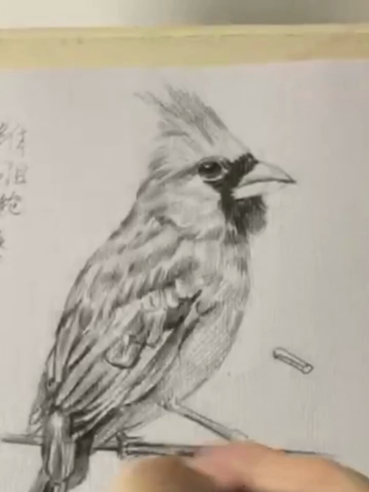 教你画鸟,素描