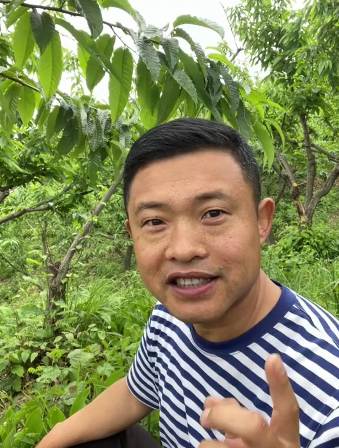 桔梗,经常让人读错名字的中药材,假如韩国人吃不上桔梗泡菜后