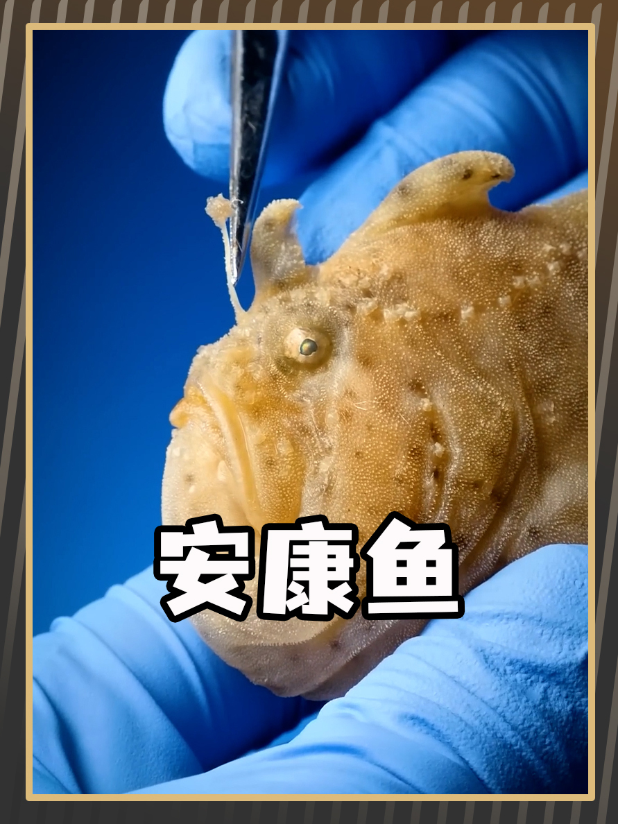 安康鱼不仅会发光,还是“钓鱼界”的高手!