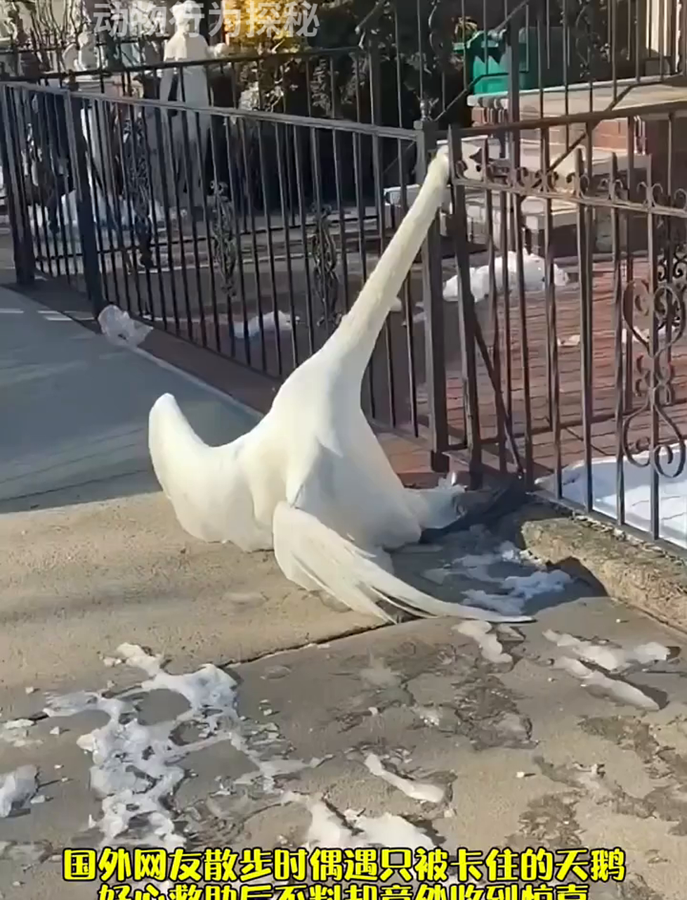 国外网友遛弯儿碰到只天鹅卡栏杆,热心帮忙后竟收到意外大礼